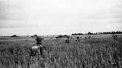 11/11/1918 : le dernier jour