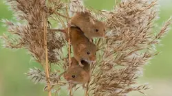 Casting Aélia, la souris des moissons