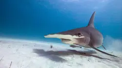 Afrique du Sud, paradis océanique