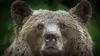 2023 • Alerte aux ours en Transylvanie