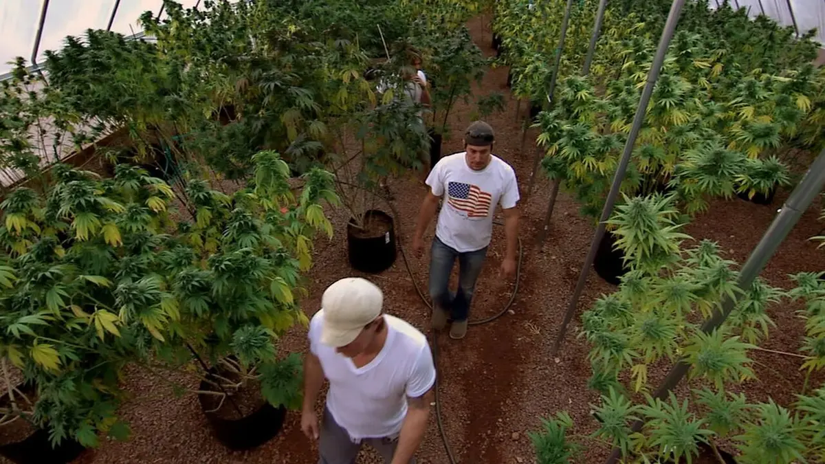 American Weed La roue tourne