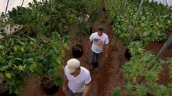 American Weed La roue tourne