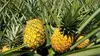 2018 • Ananas : le roi des fruits ?