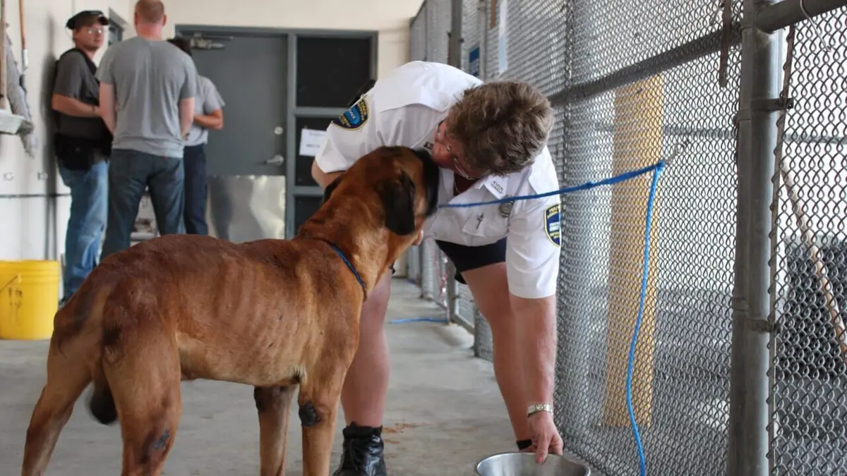 Casting Animal Cops Ménagerie à Miami