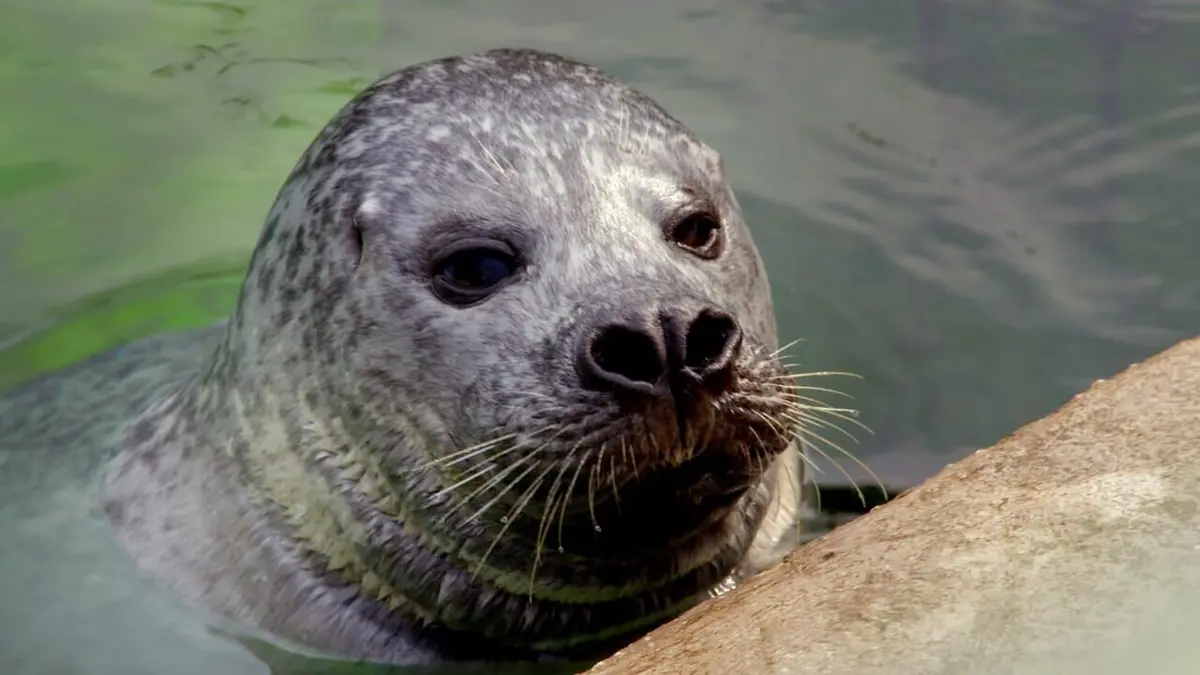 Casting Animaux : Le rythme dans la peau ?