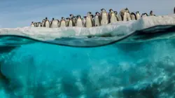 Antarctica, sur les traces de l'empereur