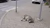 Au secours des chiens errants en Bulgarie