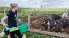 En Ecosse, un hospice pour animaux