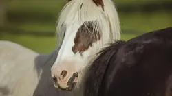 Au galop ! C'est la rentrée !