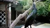 2024 • Au Japon, la pêche au cormoran : Une tradition millénaire