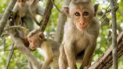 Au royaume des singes en streaming