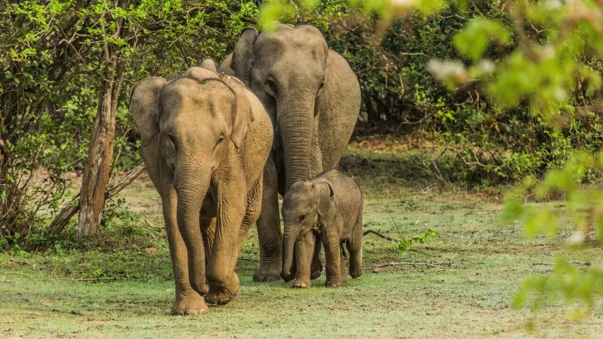 Casting Au secours de la faune africaine