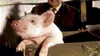 1995 • Babe, le cochon devenu berger ⭐ 3.83 Esme Hoggett