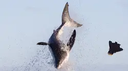 Balade avec les grands requins blancs