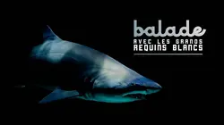 Balade avec les grands requins blancs