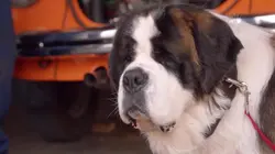 Beethoven : le trésor des pirates