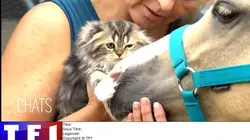 Bienvenue au monde Bébés chiens, les 100 premiers jours de leur vie : les familles nombreuses