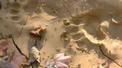 Bigfoot : mythe ou réalité ?