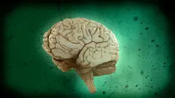 Brain Games Les lois de l'attraction