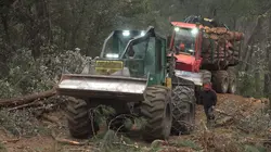 Bûcheron : un métier à hauts risques Bûcherons en danger