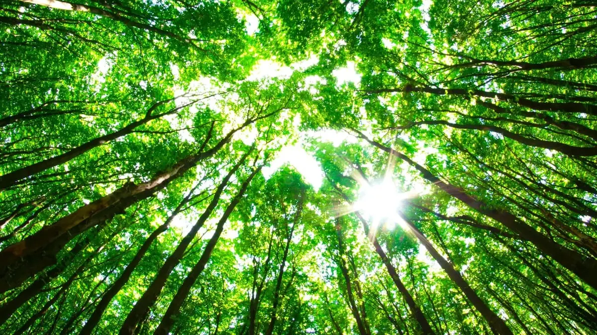 C'est plus qu'un jardin Planter