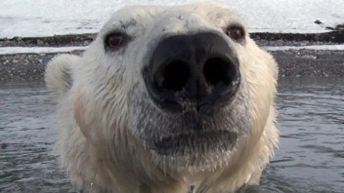 Caméra cachée, ours espionnés E02 Survivre à l'été