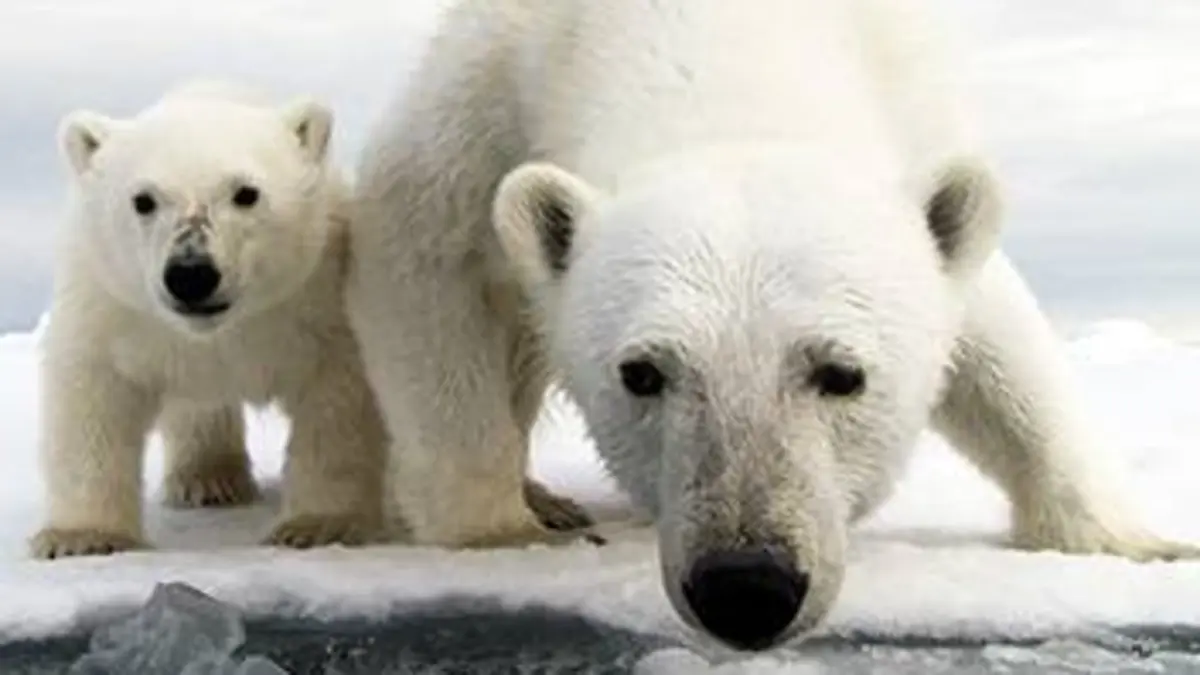 Casting Caméra cachée : ours espionnés E01 Sortir de l'hibernation