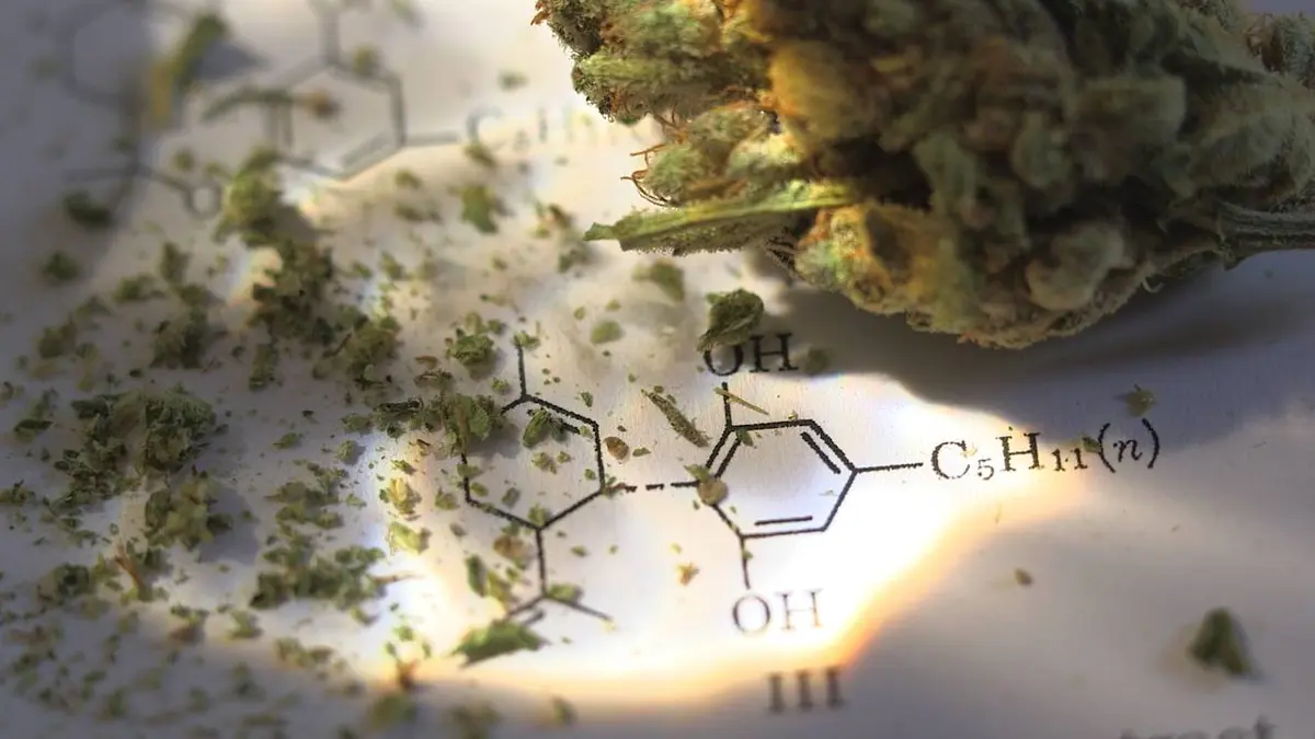 Casting Cannabis sur ordonnance