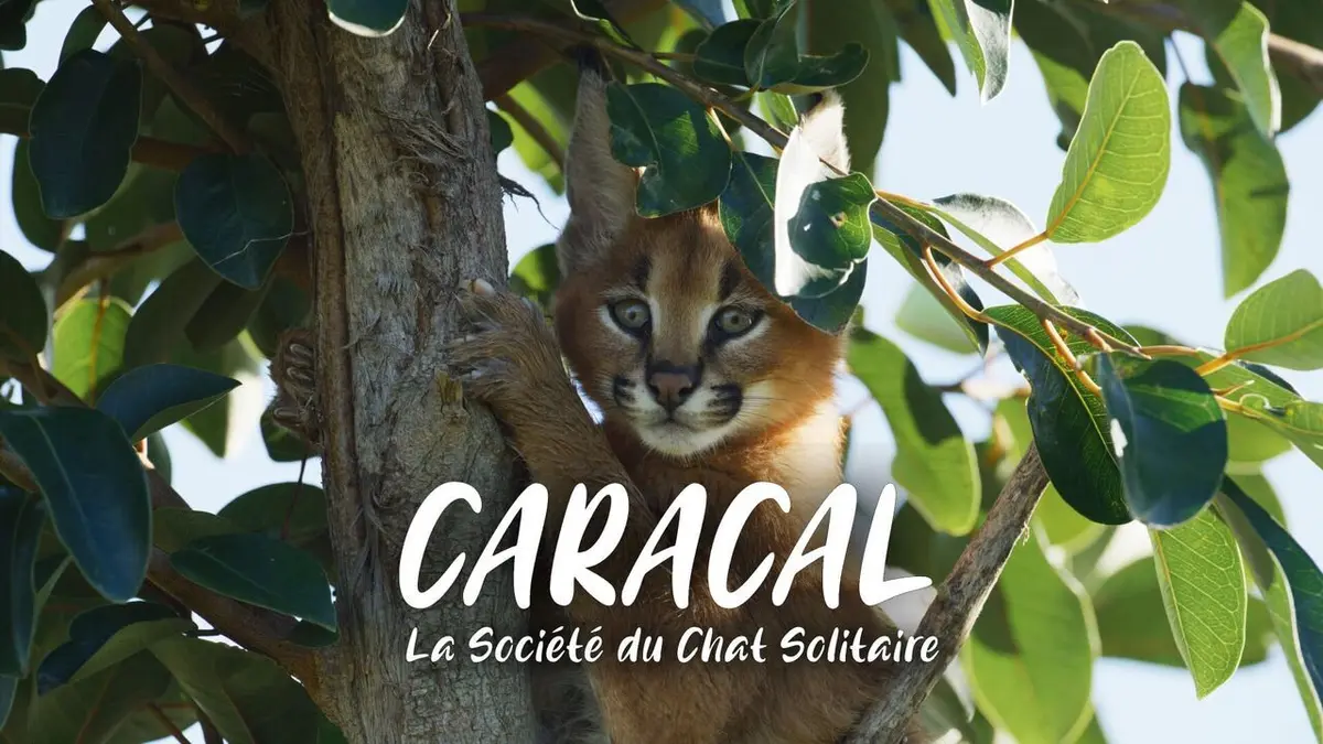 Casting Caracal : La société du chat solitaire