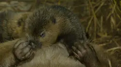 Castor, la force de la nature