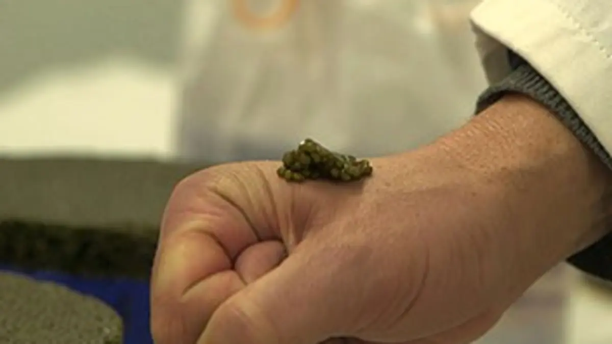 Caviar, tarama, le bon filon