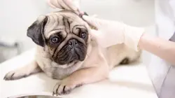 Ces toutous victimes de la mode