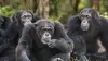 2019 • Chimpanzés, le combat des chefs