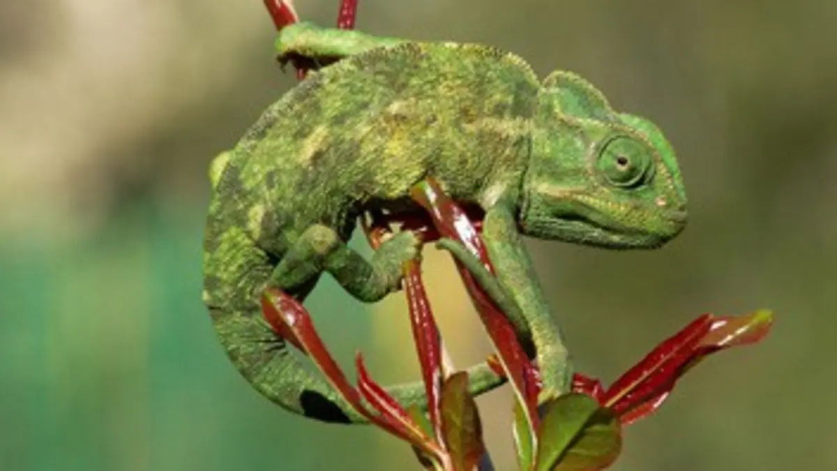 Casting Chroniques de l'Afrique sauvage