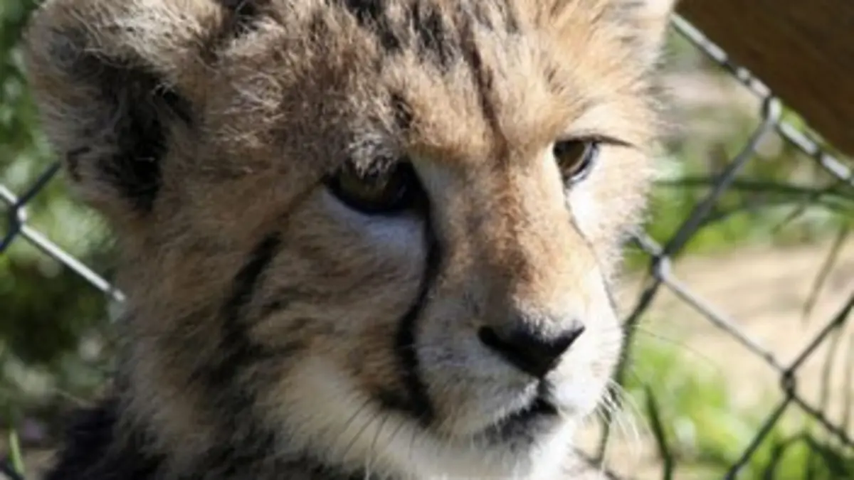 Chroniques félines S01E06