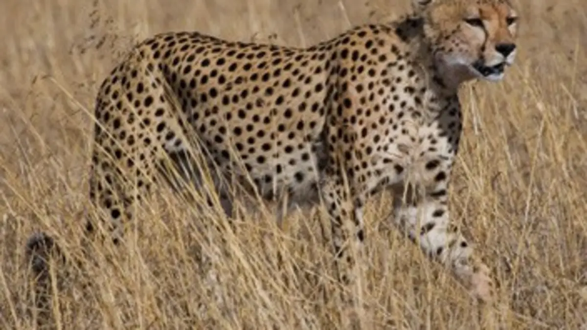 Chroniques félines S04E09