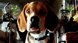 Comme chiens et chats