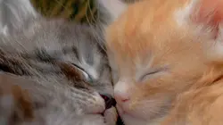 Comment le chat a conquis le monde