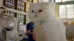 Comment le chat a conquis le monde