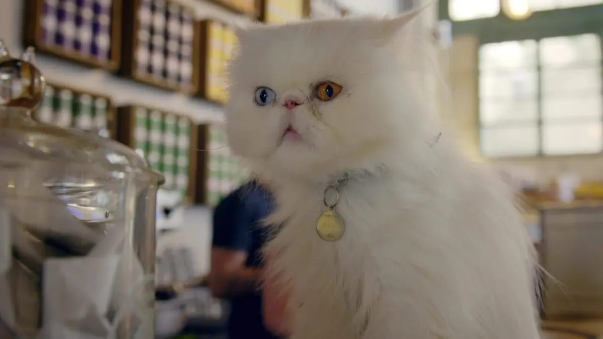 Comment le chat a conquis le monde