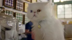 Comment le chat a conquis le monde