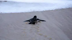 Congo E02 Au royaume des hominidés