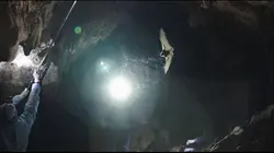 Covid, le secret des origines