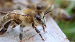 Démocraties animales Le peuple gouverne