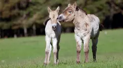 Démocraties animales Le peuple gouverne