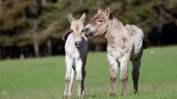 Démocraties animales Le peuple gouverne