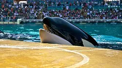 Départ immédiat A Marineland