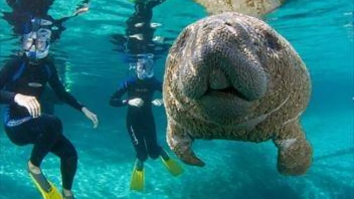 Des animaux dans la ville