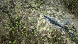 Des royaumes de terre et d'eau