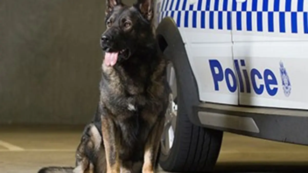 Détectives canins E03